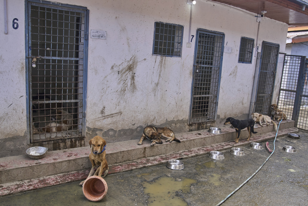 Stray dogs recover in a shelter home after undergoing sterilization at a veterinary hospital in Srinagar, Indian controlled Kashmir, Tuesday, Sept. 16, 2025. (AP Photo/Dar Yasin)