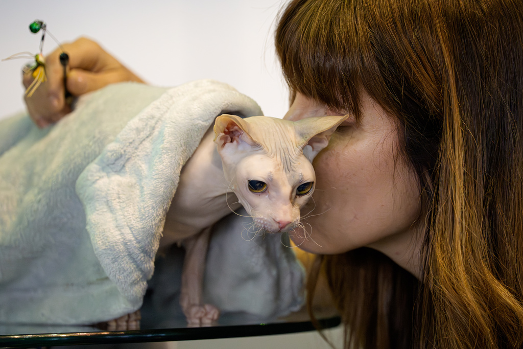 Nadezhda the Don Sphynx cat gets a kiss from her owner during the FIFe World Show Romania 2025, the world's largest cat event, held in a different country every year, which brought together more than 1000 cats from over 30 countries, in Bucharest, Romania, Saturday, Oct.25, 2025. (AP Photo/Andreea Alexandru)