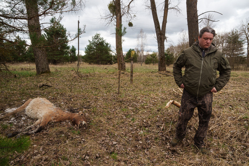 Denys Vyshnevskyi, researcher at the Chornobyl Radiation and Ecological Biosphere Reserve, stands in front of a dead wild Przewalski horse in a forest inside the Chernobyl exclusion zone, Ukraine, Wednesday, April 8, 2026. Chornobyl is the Ukrainian name for the city. (AP Photo/Evgeniy Maloletka)