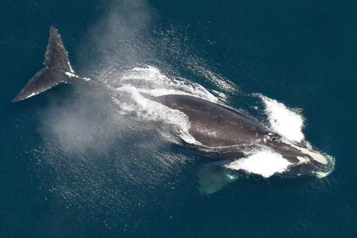 FILE - This image provided by NOAA shows a North Atlantic right whale in the waters off New England on May 25, 2024. (NOAA via AP, File) FILE - This image provided by NOAA shows a North Atlantic right whale in the waters off New England on May 25, 2024. (NOAA via AP, File)