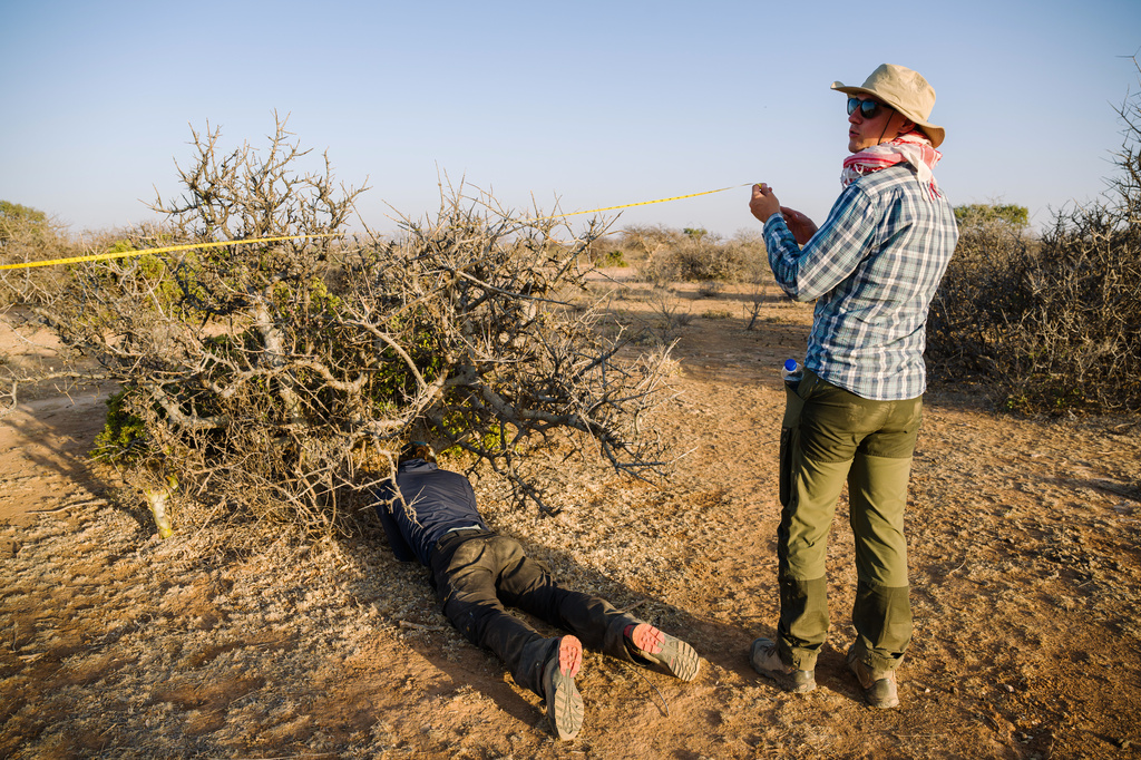 Stephen Johnson and Sam Osborn, bottom, measure a Commiphora myrrha tree during what is called ecological transects, measuring a quadrant, counting the number of trees, measuring their trunk, crowns, as well as health on Wednesday, Jan. 7, 2026, in Dharaaye, Ethiopia. (AP Photo/Julianne Gauron)