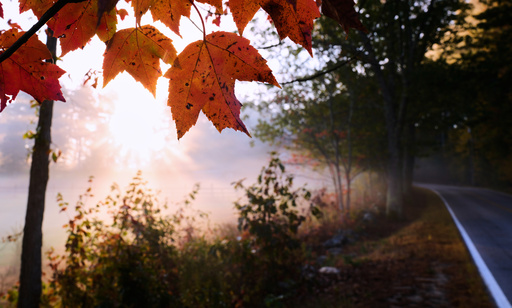 Maple leaves turn to fall foliage colors at sunrise along a country road, Tuesday, Oct. 7, 2025, in Auburn, N.H. (AP Photo/Charles Krupa) Maple leaves turn to fall foliage colors at sunrise along a country road, Tuesday, Oct. 7, 2025, in Auburn, N.H. (AP Photo/Charles Krupa)