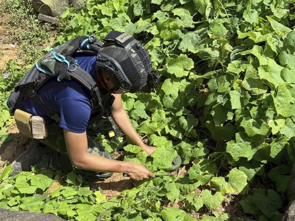 In this handout photo from the Thai Army, a Thai military engineer on Aug. 4, 2025 removes an anti-personnel mine that Thai authorities allege was planted by Cambodian soldiers in Phu Ma Kheua, a disputed area that Thailand claims is part of its Sisaket province, where the two nations recently clashed. (Thai Army via AP)