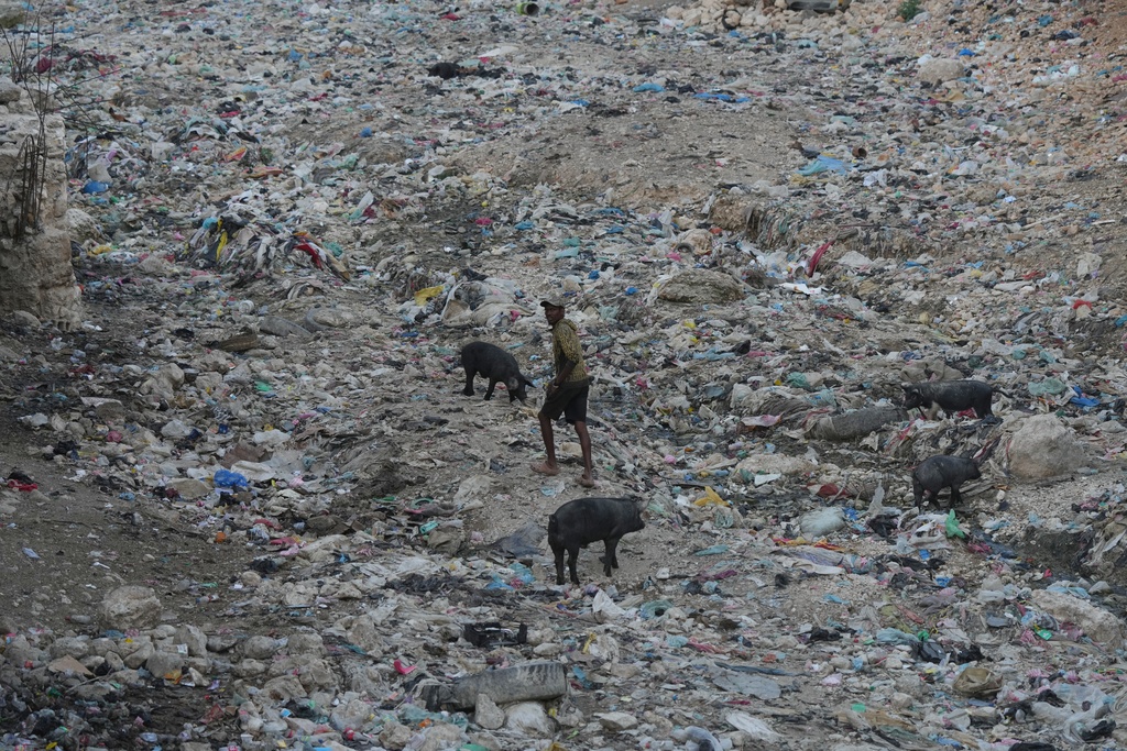 A man walks through a garbage filled ravine where pigs search for food in the Petion-Ville neighborhood of Port-au-Prince, Haiti, Wednesday, March 25, 2026. (AP Photo/Odelyn Joseph)