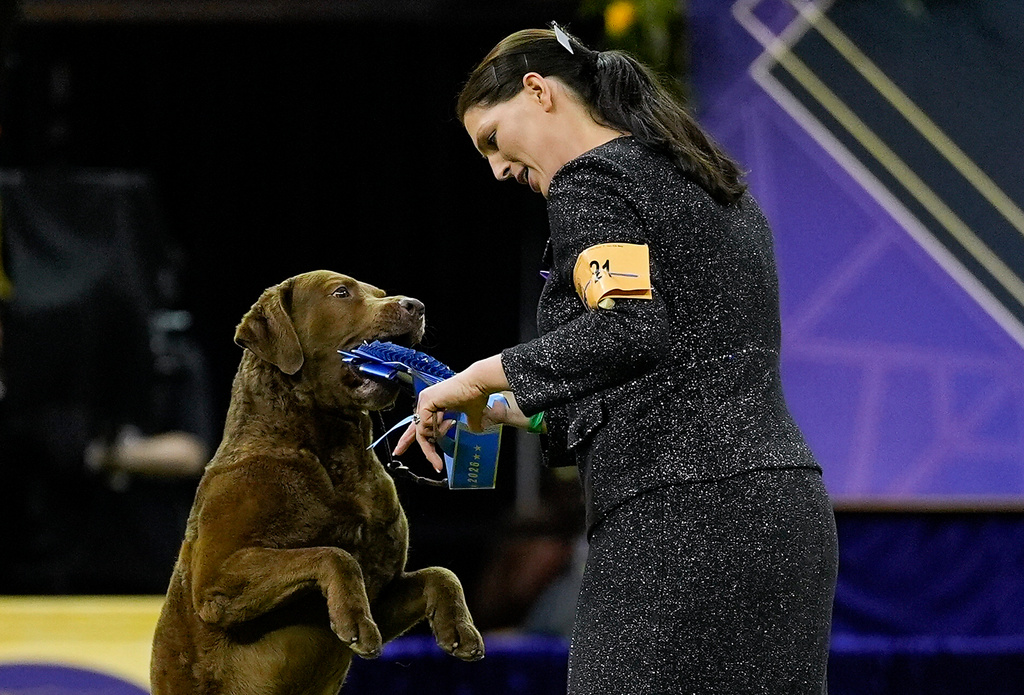 A Chesapeake Bay retriever named Next Generation's Accelerate, or Cota, grabs the blue ribbon from his handler after winning the sporting group competition of the 150th Westminster Kennel Club Dog Show, Tuesday, Feb. 3, 2026, in New York. (AP Photo/Yuki Iwamura)