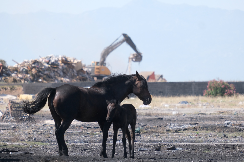 Unattended horses wander on the outskirts of Montenegro's capital, Podgorica, during a hot summer day Monday, June 29, 2026. (AP Photo/Risto Bozovic)