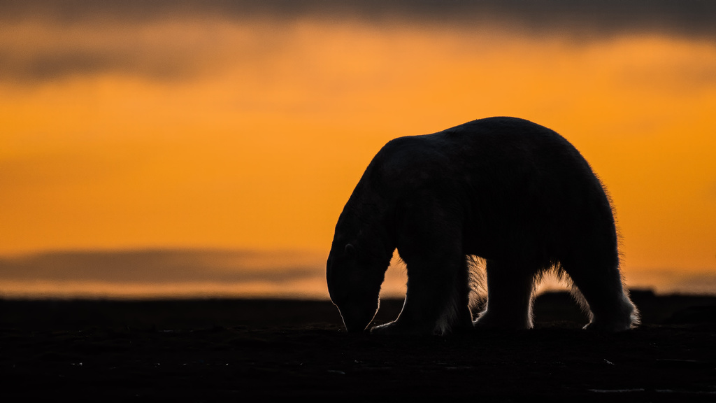 This photo provided by Roger MacKertich shows a polar bear on a barrier island Sept. 18, 2019, near Kaktovik, Alaska. (Roger MacKertich via AP)