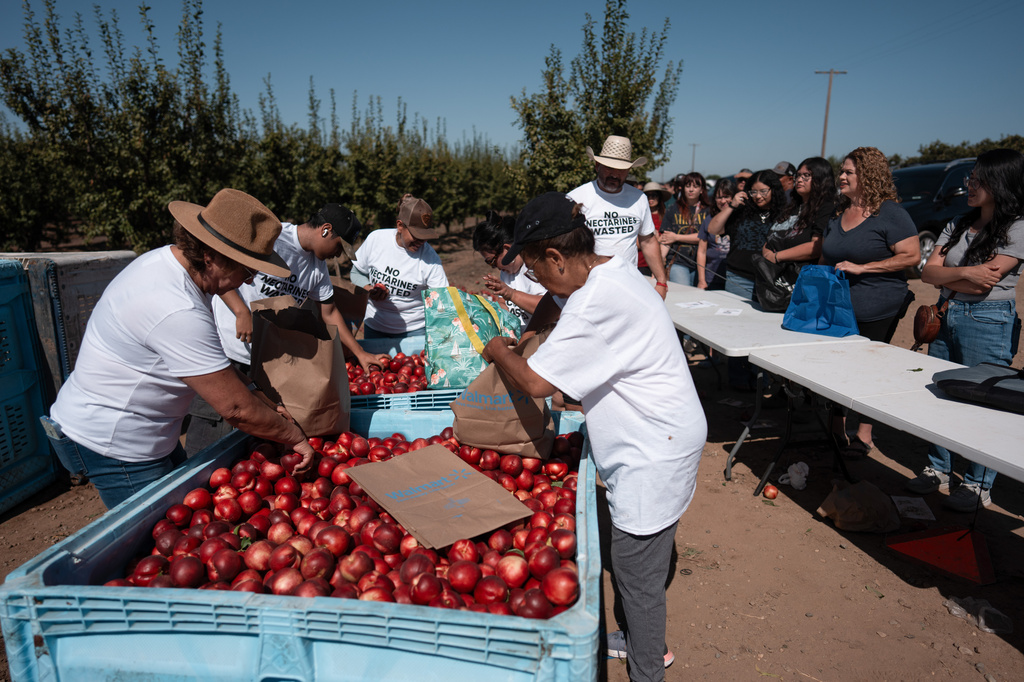 People wait in line as family members and volunteers bag nectarines during a free giveaway at Cesar Mora's orchard in Reedley, Calif., Wednesday, July 1, 2026, amid an ongoing contract dispute over the crop. (AP Photo/Jae C. Hong)