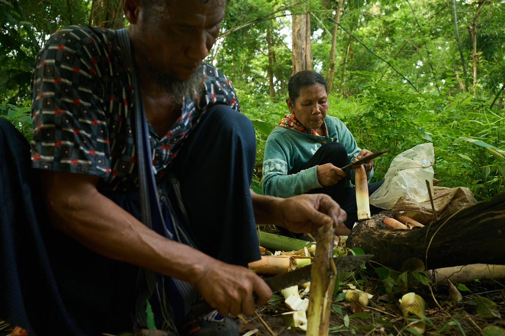 Mahmud Karmar cuts bamboo shoots he foraged in the Tak province of Thailand, Thursday, Aug. 28, 2025. (AP Photo/Bram Janssen)