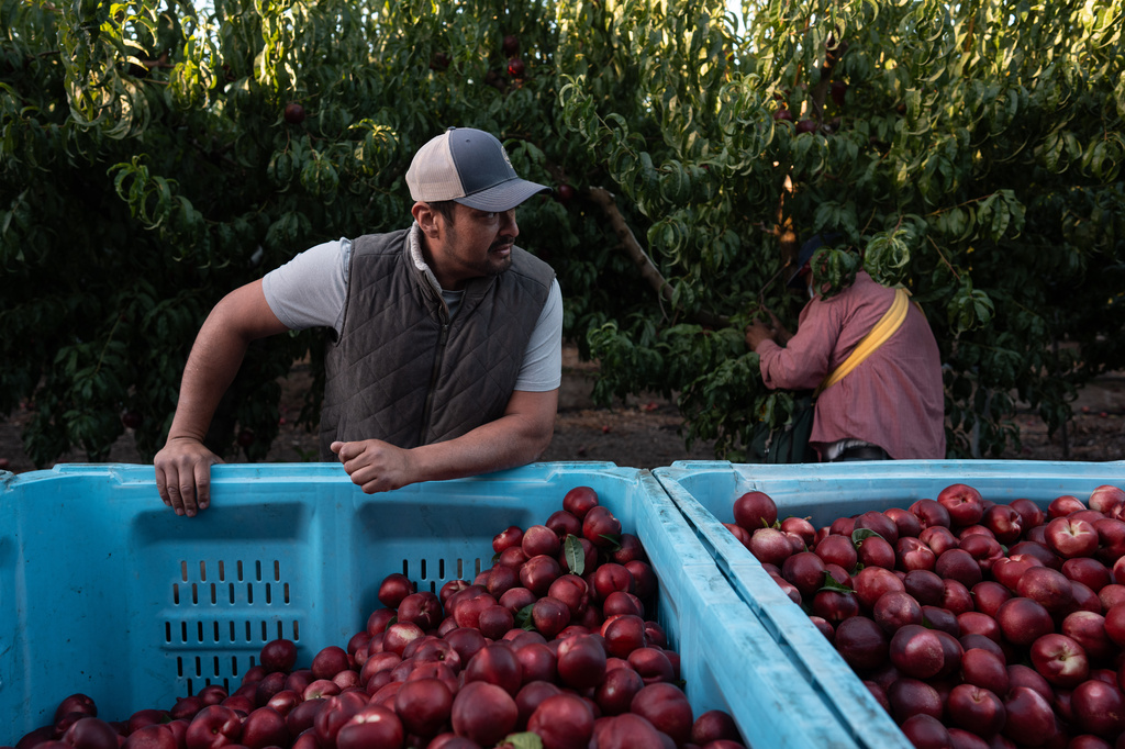 Cesar Mora stands next to bins filled with nectarines as workers pick fruit at his orchard in Reedley, Calif., Wednesday, July 1, 2026, ahead of a free giveaway amid an ongoing contract dispute over the crop. (AP Photo/Jae C. Hong)