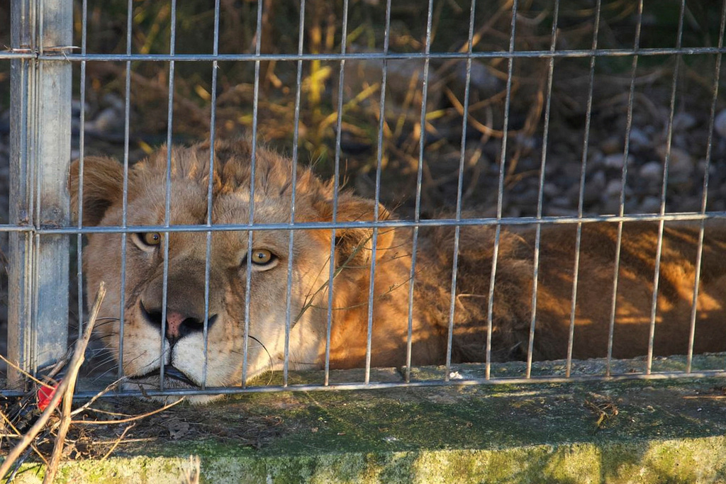 In this photo, released on Tuesday, Dec. 16, 2025 by Four Paws, Erion, a three-year-old lion sits in its enclosure before the transportation from Tirana to Germany after its illegal keeping in Albania. (Four Paws via AP)