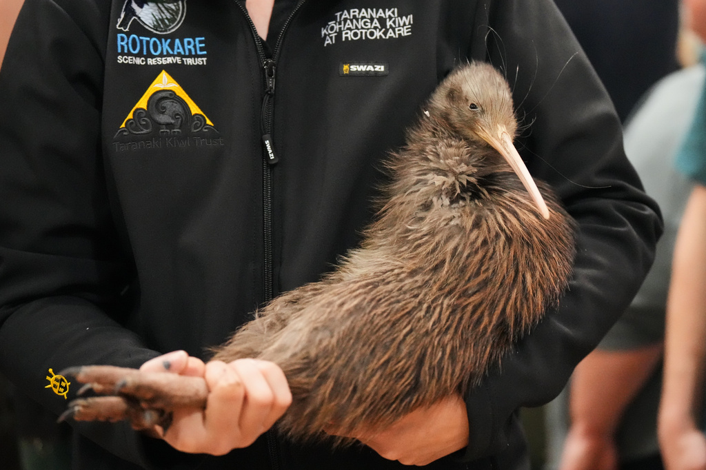 A staff member of a conservation organization carries a kiwi bird during an event at Parliament in Wellington, New Zealand, Tuesday, April 28, 2026. (AP Photo/Charlotte Graham-McLay)