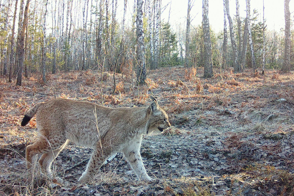 In this undated photo taken by a camera trap and provided by the Chornobyl Radiation and Ecological Biosphere Reserve on Wednesday, April 15, 2026, a wild lynx walks in a forest inside the Chernobyl exclusion zone, Ukraine. Chornobyl is the Ukrainian name for the city. (Chornobyl Radiation and Ecological Biosphere Reserve via AP)