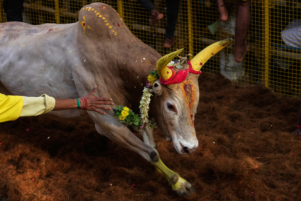 Bull tamers grapple with a bull during the Jallikattu bull-taming event at the annual harvest festival called Pongal in Avaniyapuram village on the outskirts of Madurai, India, Thursday, Jan. 15, 2026. (AP Photo/Mahesh Kumar A.)