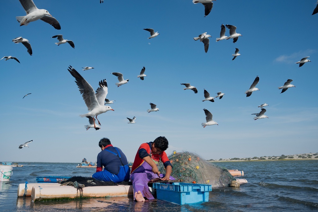 FILE - Birds take flight as fisherman Luis Rivas cleans his catch to sell in Piura, Peru, Oct. 31, 2025. (AP Photo/Guadalupe Pardo, File)