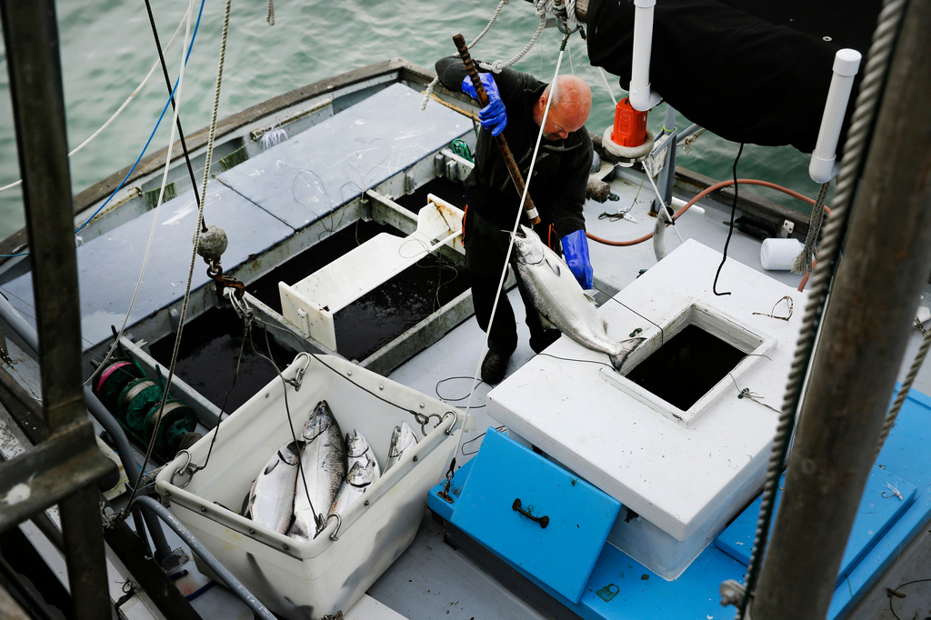 FILE - Mike Hudson unloads chinook salmon off his boat at Fisherman's Wharf in San Francisco on July 22, 2019. (AP Photo/Eric Risberg, File)