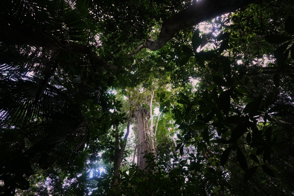Trees surround the area of a quilombola, an Afro-descendant community called Menino Jesus in Acara, Brazil, Tuesday, Nov. 18, 2025. (AP Photo/Fernando Llano)