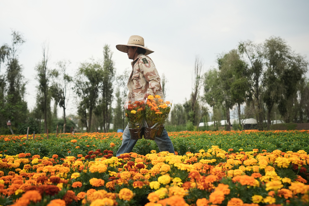 Farmer Jesus Cuaxospa works on his farm where he grows cempasúchil flowers in San Luis Tlaxialtemalco on the outskirts of Mexico City, Oct. 17, 2025, in preparation for Day of the Dead celebrations. (AP Photo/Claudia Rosel)