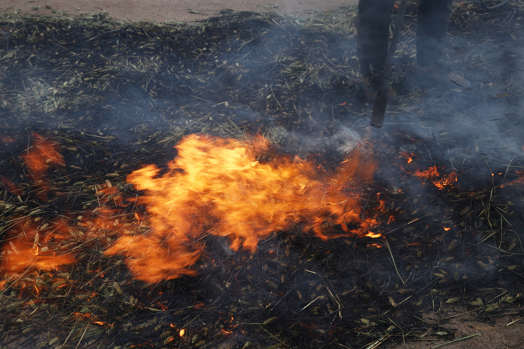 Syrian workers burn green wheat to produce freekeh, a roasted green wheat grain widely used in Levantine cuisine, by harvesting immature wheat and roasting it over open flames to separate and preserve the grains, on the outskirts of Taftanaz, northwestern Syria, Sunday, May 24, 2026. (AP Photo/Ghaith Alsayed)