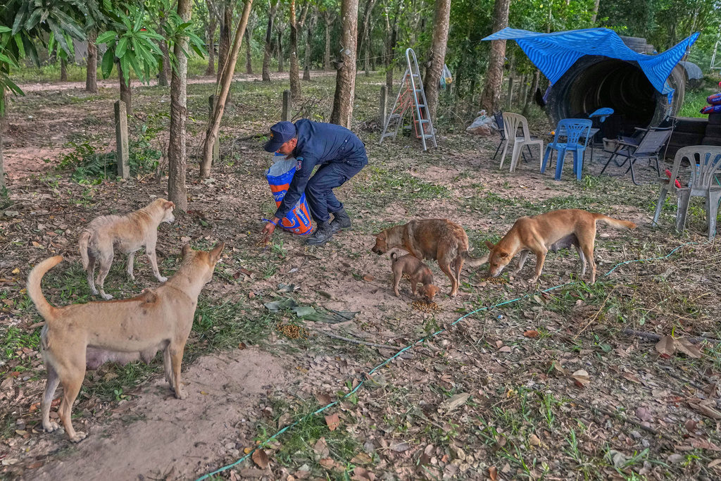 Village security volunteer Alonkot Sae-Lee gives food to stray dogs in the community front of shelter while villagers have moved to an evacuation center amid the ongoing border conflict between Thailand and Cambodia, in Buriram province, Thailand, Friday, Dec. 12, 2025. (AP Photo/Sakchai Lalit)