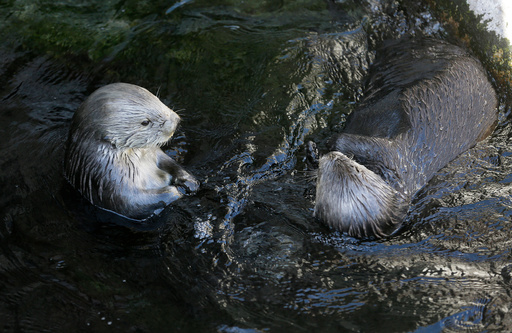 FILE - Sea otters loll in the water at the Monterey Bay Aquarium in Monterey, Calif., March 26, 2018. (AP Photo/Eric Risberg, File) FILE - Sea otters loll in the water at the Monterey Bay Aquarium in Monterey, Calif., March 26, 2018. (AP Photo/Eric Risberg, File)
