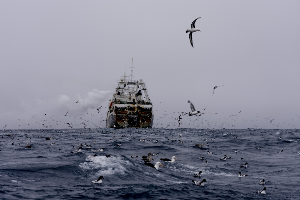 FILE - China's Long Fa fishing vessel is followed by flocks of seabirds in the Southern Ocean off the coast of the South Orkney Islands, north of the Antarctic Peninsula, on March 10, 2023. (AP Photo/David Keyton, File)