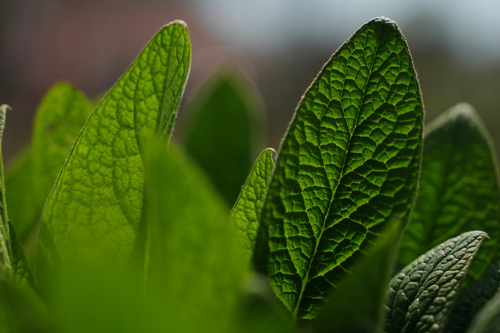 Comfry, a plant used in herbal remedies, grows Tuesday, April 21, 2026, at a farm in Hopkinton, R.I. (AP Photo/Joshua A. Bickel)
