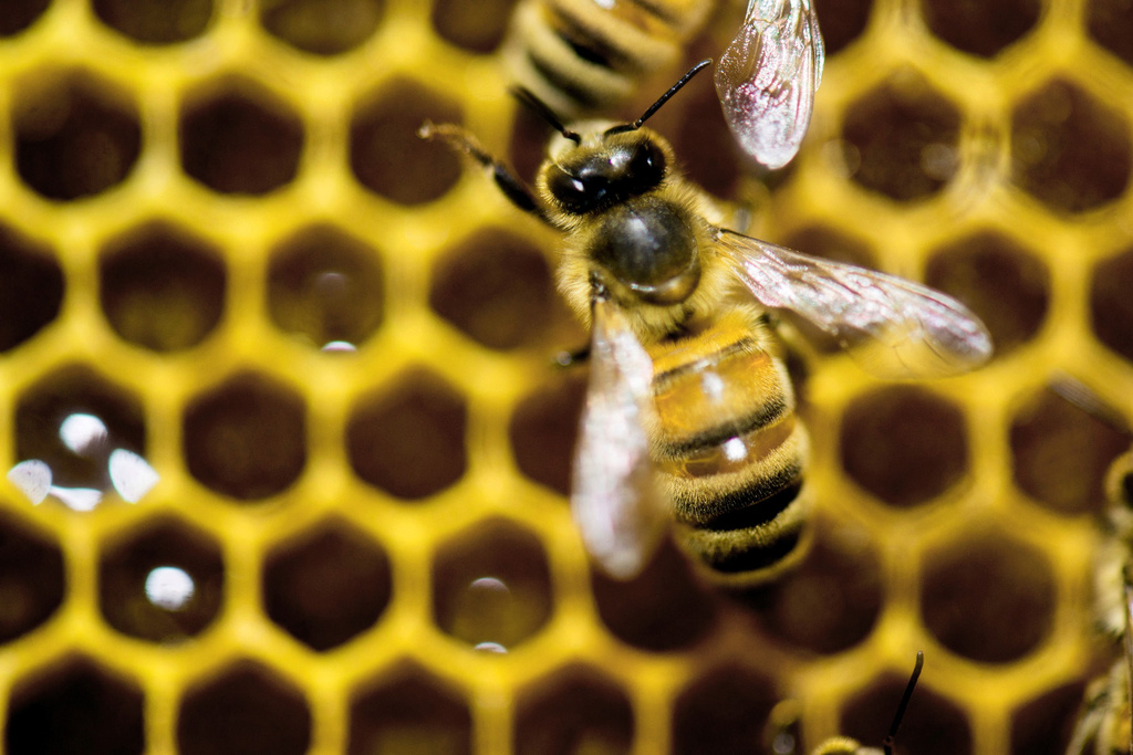 FILE - A hive of honeybees on display at the Vermont Beekeeping Supply booth at the annual Vermont Farm Show at the Champlain Valley Expo in Essex Junction, Vt., Jan. 28, 2014. (AP Photo/Andy Duback, File)