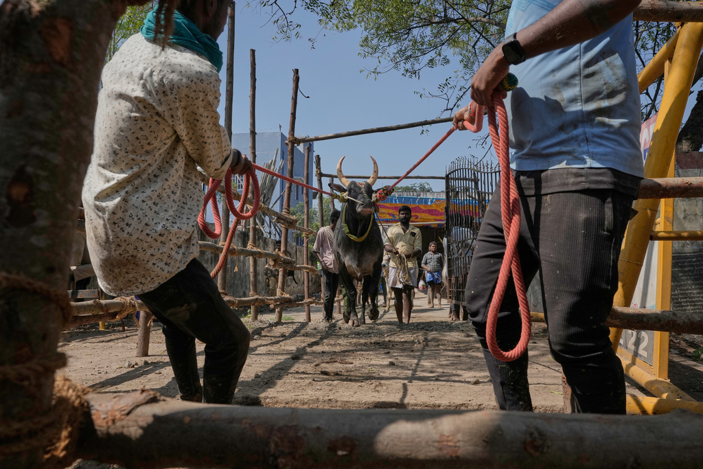 Handlers guide a bull to the arena for the Jallikattu bull-taming event at the annual harvest festival called Pongal in Avaniyapuram village on the outskirts of Madurai, India, Thursday, Jan. 15, 2026. (AP Photo/Mahesh Kumar A.)