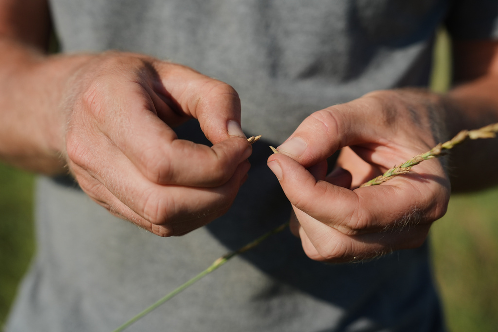David Mueller pulls a Kernza seed out of its husk Tuesday, July 28, 2026, at his farm in Halstead, Kan. (AP Photo/Joshua A. Bickel)