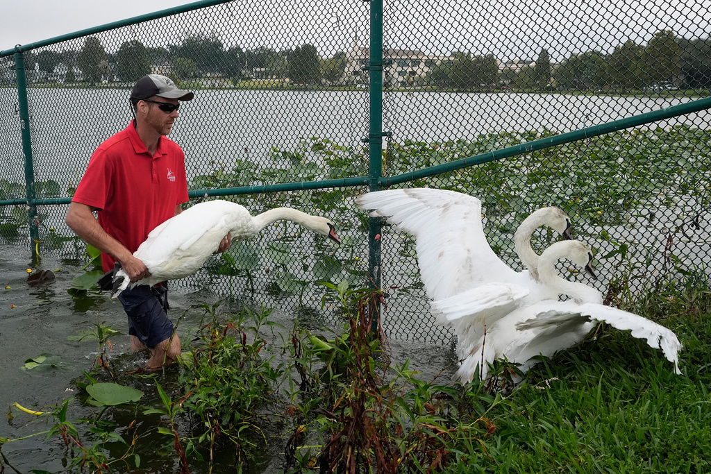 Bryan Soroka, of the City of Lakeland's Parks and Recreation Dept., moves swans to a pen during the city of Lakeland's 45th annual swan roundup on Lake Morton Tuesday, Oct. 28, 2025, in Lakeland, Fla. The Lake Morton swan population dates back to 1957, when Queen Elizabeth II of the United Kingdom gifted a pair of swans to the city. (AP Photo/Chris O'Meara)