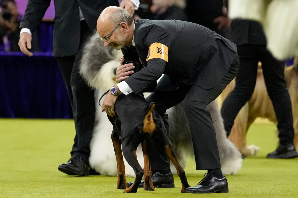 Handler Andy Linton hugs Penny, a doberman pinscher, after Penny won Best in Show of the 150th Westminster Kennel Club Dog Show, Tuesday, Feb. 3, 2026, in New York. (AP Photo/Yuki Iwamura)