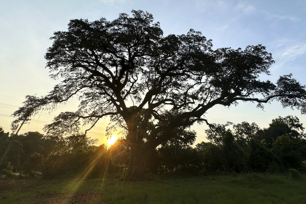 The sun rises behind a Revolutionary War "witness tree" at the Battle of Eutaw Springs, S.C., historic site on Thursday, Aug. 13, 2026. (AP Photo/Allen G. Breed)