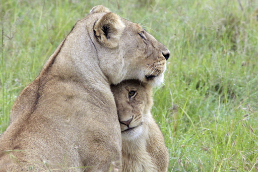 A lioness plays with her cub in Maasai Mara National Reserve, Narok, Kenya, on Jan. 6, 2021. (AP Photo/Laila Kazziha) A lioness plays with her cub in Maasai Mara National Reserve, Narok, Kenya, on Jan. 6, 2021. (AP Photo/Laila Kazziha)