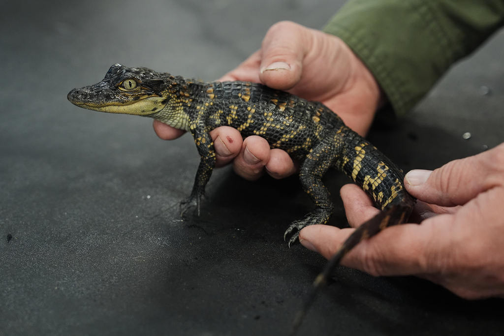 George Melancon, an alligator research biologist, holds a baby alligator Tuesday, Jan. 20, 2026, at Rockefeller Wildlife Refuge in Grand Chenier, La. (AP Photo/Joshua A. Bickel)
