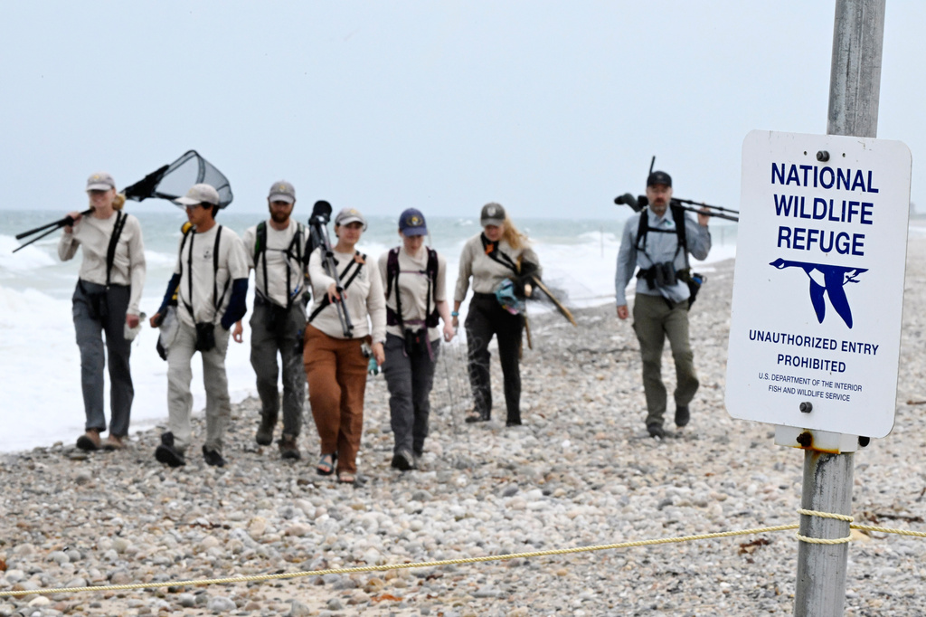United States Fish and Wildlife Service crew walk along Moonstone beach after banding oystercatchers at Trustom Pond National Wildlife Refuge in South Kingstown, R.I., June 19, 2026. (AP Photo/Jessica Hill)