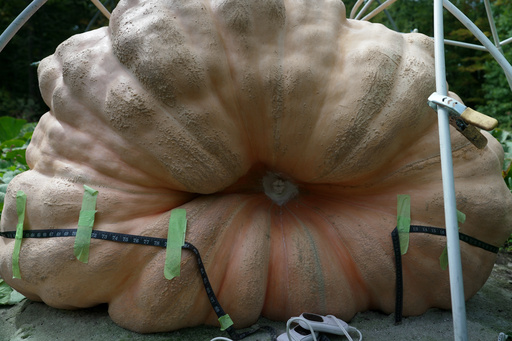 A measuring tape encircles Tony Scott's pumpkin he grew in his Wappingers Falls, N.Y., backyard on Sept. 17, 2025. (AP Photo/Shelby Lum) A measuring tape encircles Tony Scott's pumpkin he grew in his Wappingers Falls, N.Y., backyard on Sept. 17, 2025. (AP Photo/Shelby Lum)