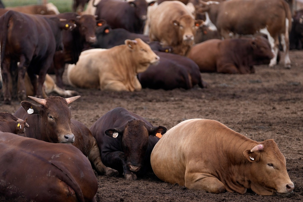 Cattle in the pen, at Karan Beef the country's largest red meat producers, in Heidelberg, south of Johannesburg, South Africa, Friday, Feb. 27, 2026. (AP Photo/Themba Hadebe)
