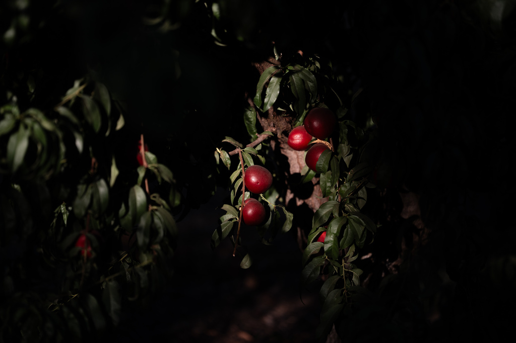 Nectarines hang from a tree in the morning light at Cesar Mora's orchard in Reedley, Calif., Wednesday, July 1, 2026. (AP Photo/Jae C. Hong)
