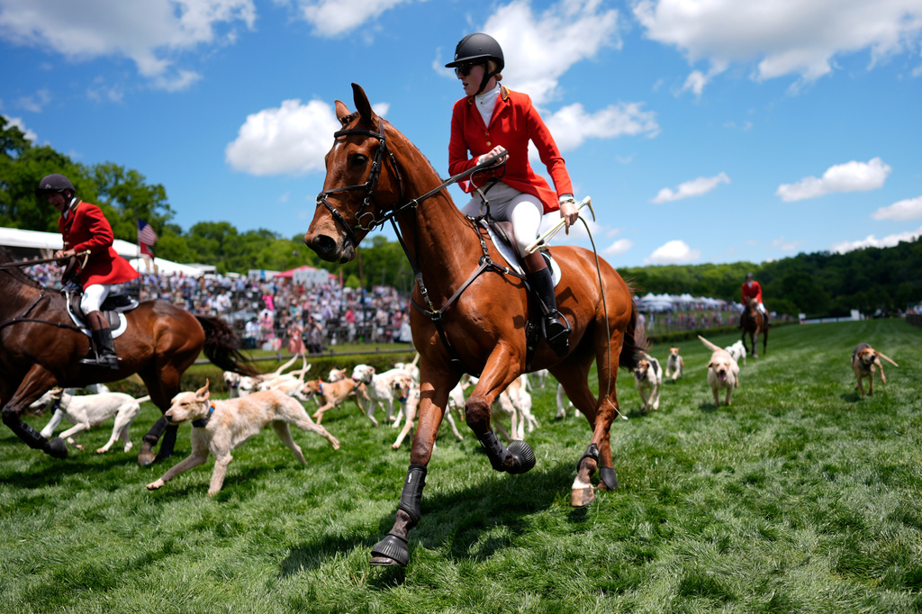 Genevieve Kennan leads the hounds during the Parade of Mells Foxhounds at the Iroquois Steeplechase, Saturday, May 9, 2026, in Nashville, Tenn. (AP Photo/George Walker IV)
