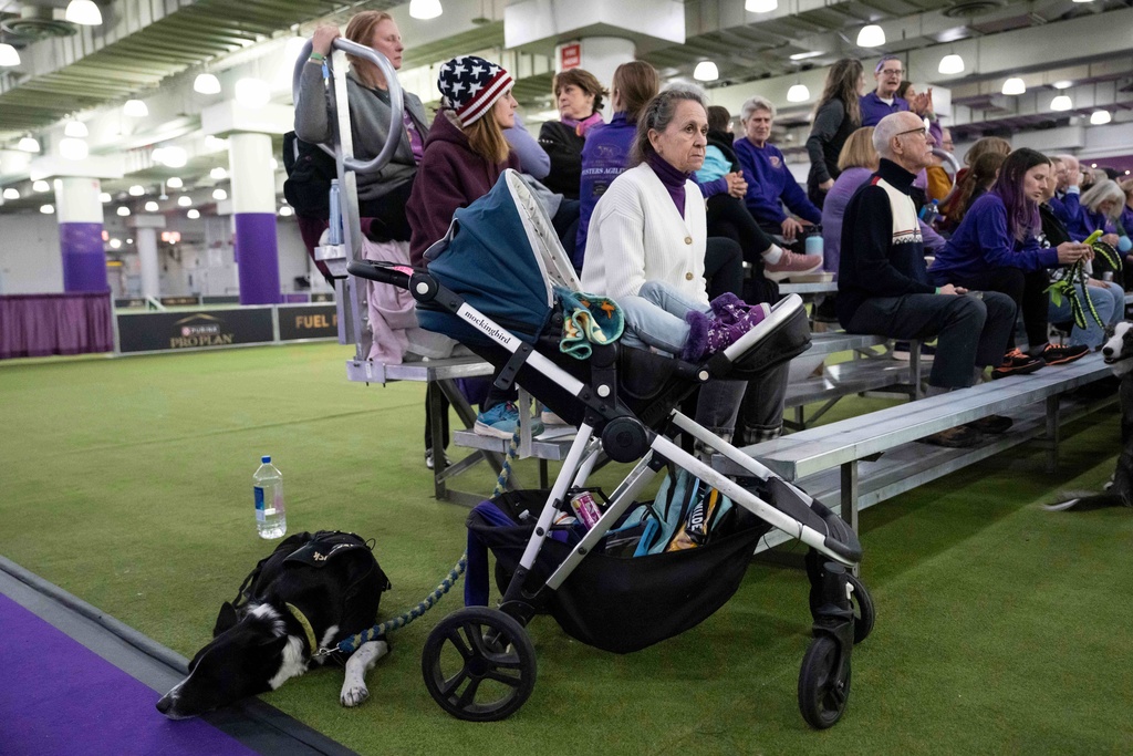 A Border Collie dog rests on the floor after competing in the Masters Agility Championship Finals at the 150th Westminster Kennel Club Dog show, Saturday, Jan. 31, 2026, at the in New York. (AP Photo/Yuki Iwamura)