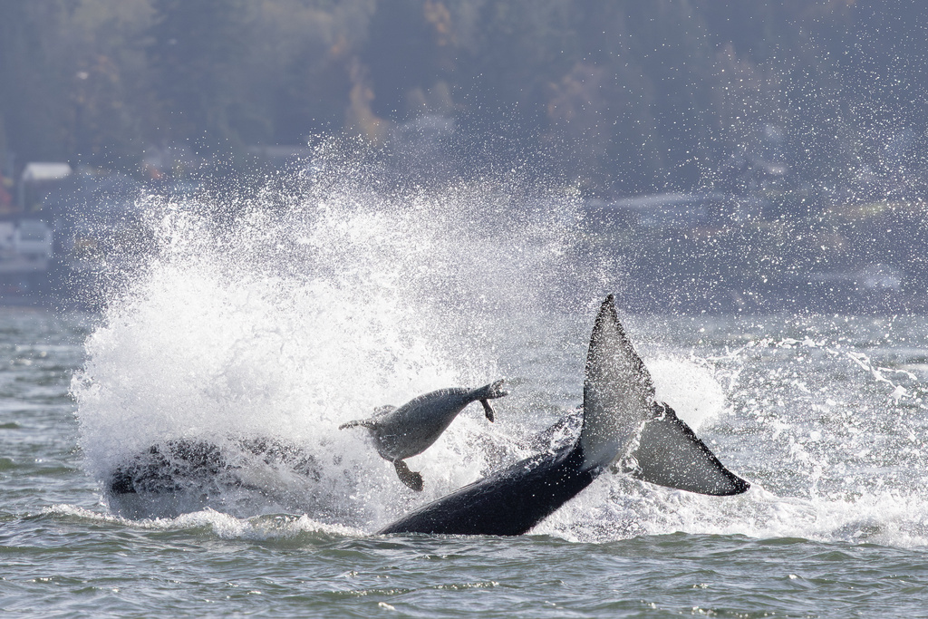In this photo provided by Charvet Drucker, a seal leaps in the air to evade Orca whales Sunday, Nov. 2, 2025, in the Saratoga passage between Camano and Whidbey Island, north of Seattle, Wash. (Charvet Drucker via AP)