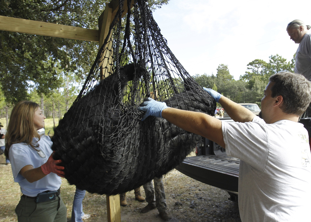 FILE - In this Oct. 24, 2015 photo, a black bear is weighed by FWC Biologists Alyssa Simmons and Mike Orlando at the Rock Springs Run Wildlife Management Area near Lake Mary, Fla. (Luis Santana/Tampa Bay Times via AP, file)