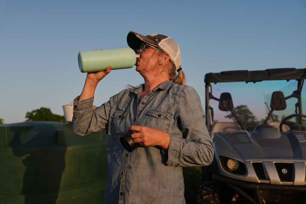 Annie Woods takes a drink of water while harvesting Wednesday, July 1, 2026, at her farm in Brooksville, Ky. (AP Photo/Joshua A. Bickel)