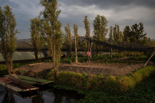 Cassandra Garduño walks through her chinampa, an island farm built by the Aztecs thousands of years ago, at sunset in San Gregorio Atlapulco, a borough of Mexico City, May 8, 2025. (AP Photo/Felix Marquez) Cassandra Garduño walks through her chinampa, an island farm built by the Aztecs thousands of years ago, at sunset in San Gregorio Atlapulco, a borough of Mexico City, May 8, 2025. (AP Photo/Felix Marquez)