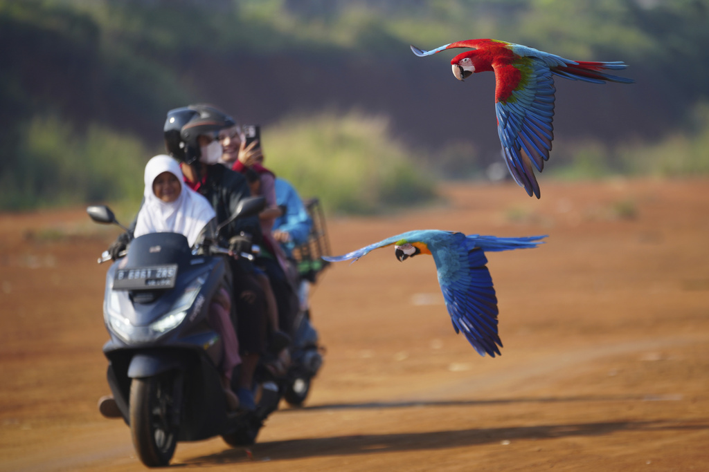 Macaws fly past a family on a scooter during a training session in a field in Depok, on the outskirts of Jakarta, Indonesia, Saturday, Aug. 16, 2025. (AP Photo/Tatan Syuflana)