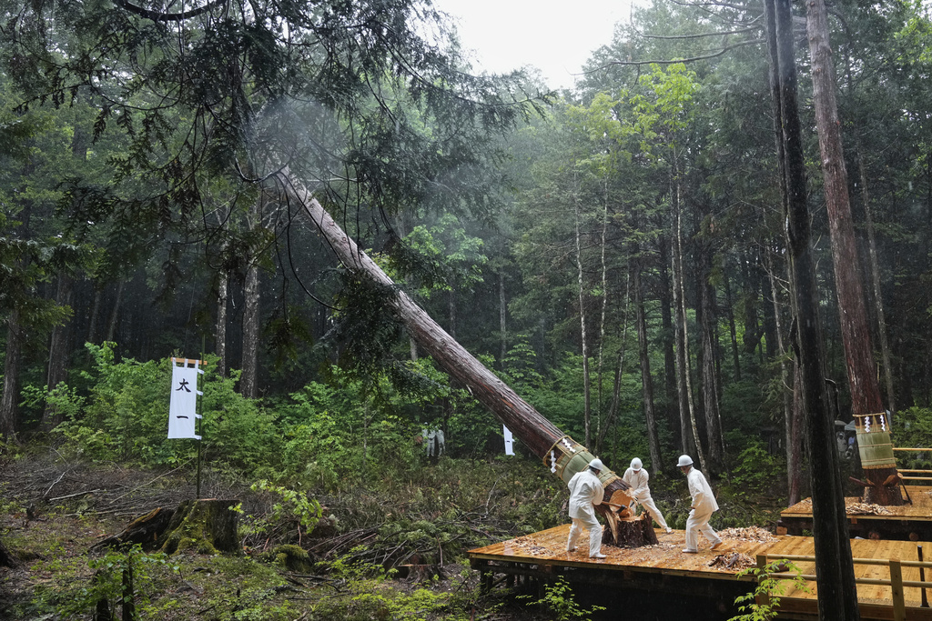 Woodcutters chop down a cypress tree during Misomahajimesai, an early ceremony of the Shikinen Sengu ritual to rebuild main structures of the Ise Jingu shrine for Shinto deities, at the Akasawa national forest in Agematsu, central Japan, Tuesday, June 3, 2025. (AP Photo/Hiro Komae)