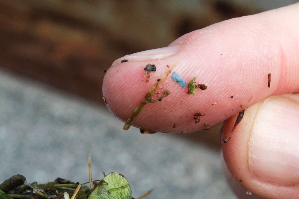 FILE - A blue rectangular piece of microplastic sits on the finger of a researcher with the University of Washington-Tacoma environmental science program, after it was found in debris collected from the Thea Foss Waterway, in Tacoma, Wash., May 19, 2010. (AP Photo/Ted S. Warren, File)