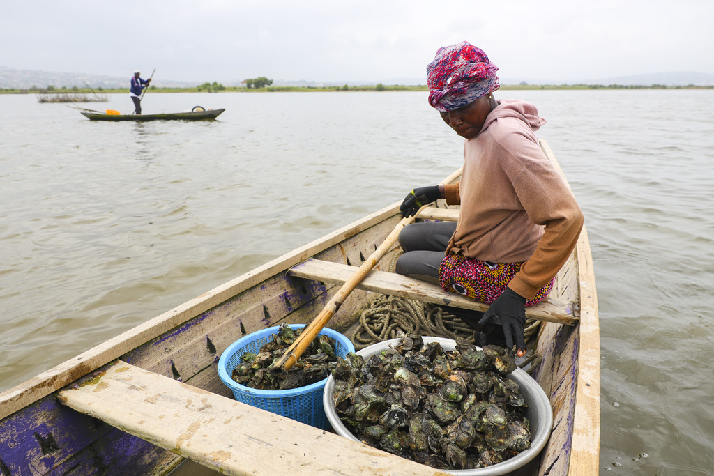Beatrice Nutekpor sits in a canoe filled with freshly harvested oysters in the Densu estuary at Tsokomey, Ghana, Aug. 6, 2025. (AP Photo/Misper Apawu)