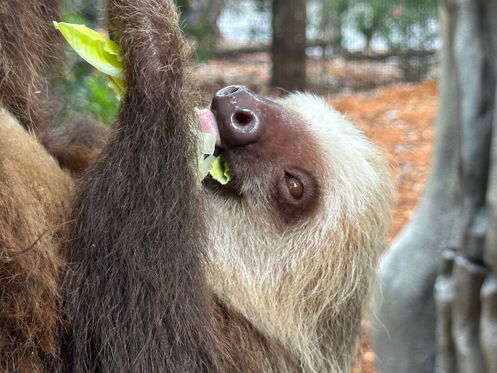 A Hoffman's two-toed sloth is seen eating inside its new habitat at the Palm Beach Zoo Conservation Society on Thursday, Sept. 18, 2025 in West Palm Beach, Fla. (AP Photo/Cody Jackson)